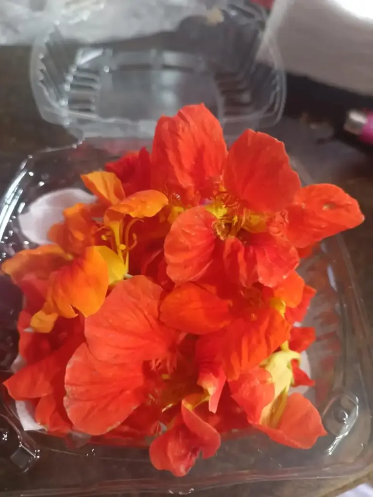 Flores de mastuerzos, domo (mas de 20 kilos), domo
