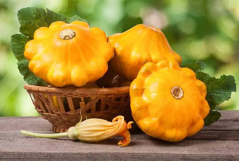 [1704A] calabaza estrella, kilo