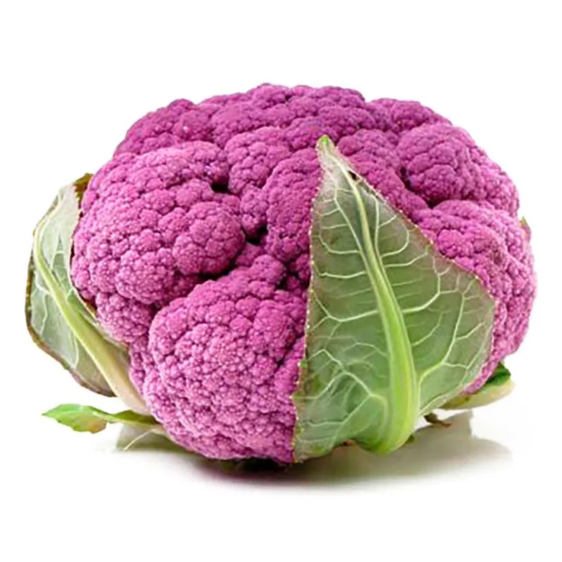 [1764] Coliflor morada, pieza