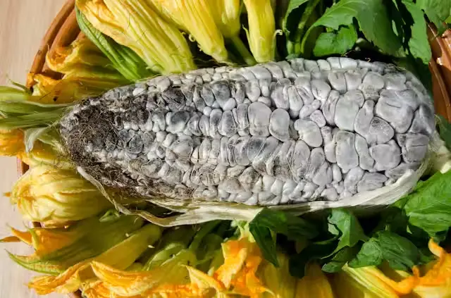 Huitlacoche kilo, kilo