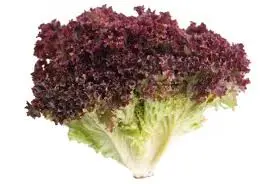 Lechuga sangría, pieza