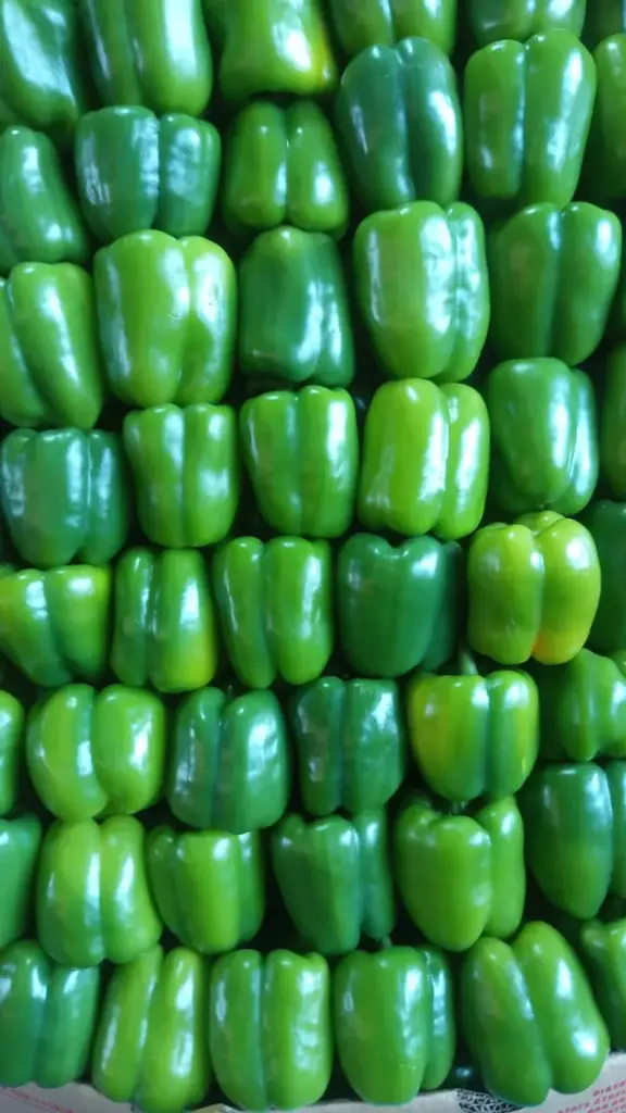 Morron verde, kilo