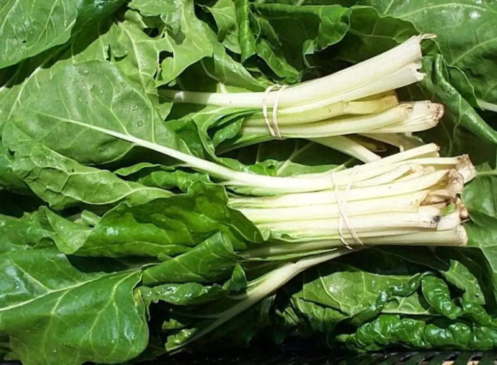 Acelgas racimo 3kg, racimo