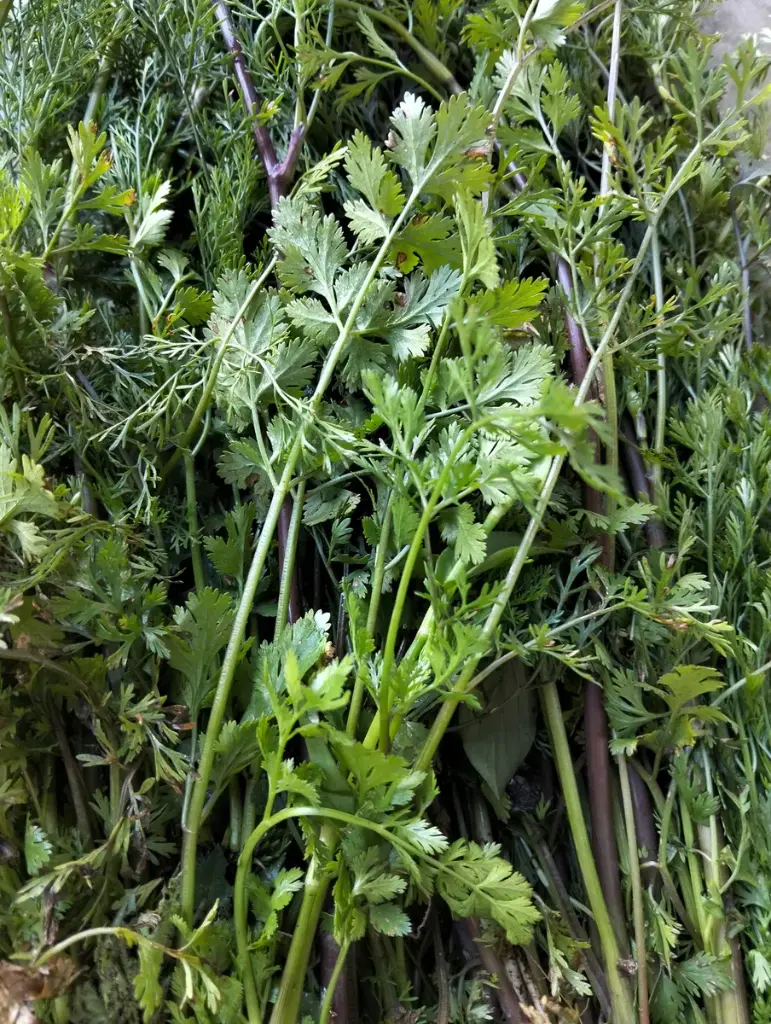 [2170] Cilantro criollo, kilo
