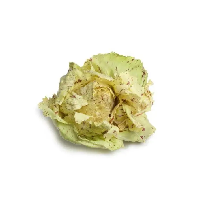 Radicchio Castelfranco, pieza
