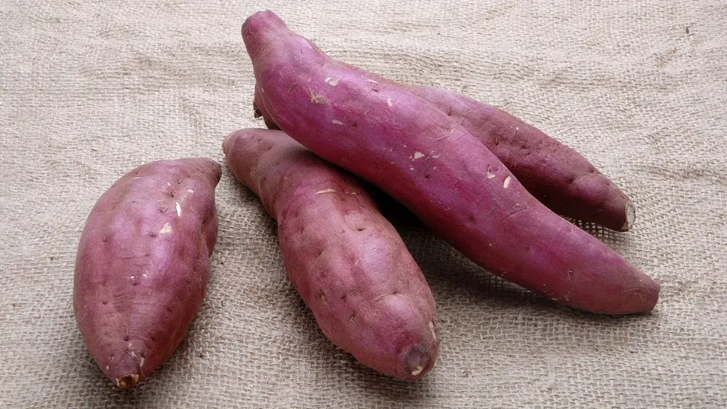 Camote satsumaimo, kilo